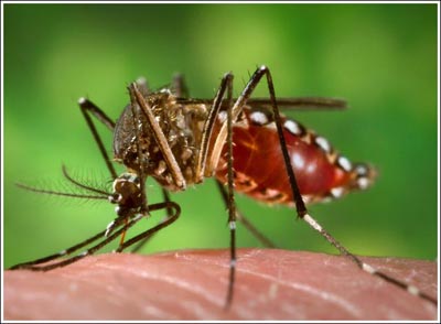 Muỗi Aedes Aegypti mối hiểm họa đối với con người. (Ảnh: Wikipedia)