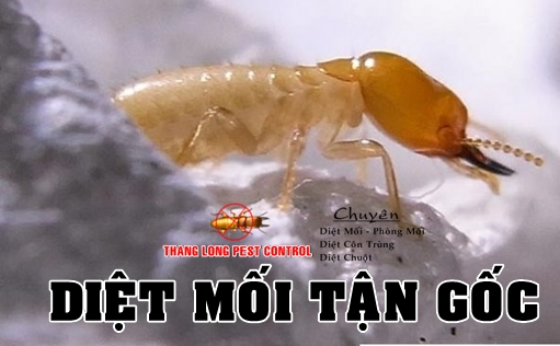 THANH TOAN DIET MOI