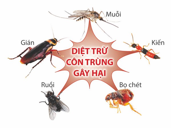 diệt côn trùng tại Bình Tân