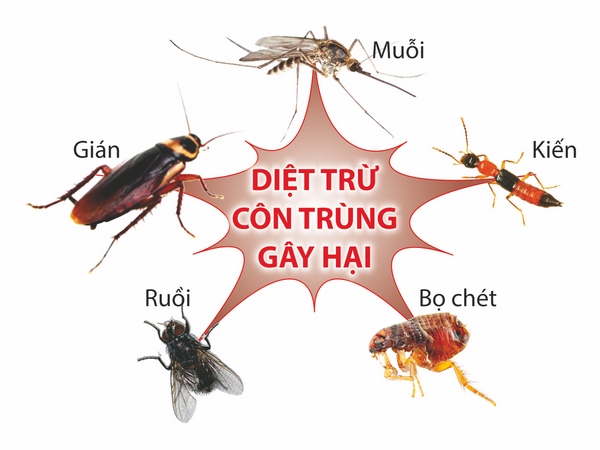 Diệt côn trùng tại Quảng Ngãi