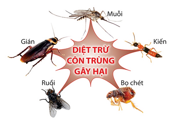 diệt côn trùng tại Quảng Bình