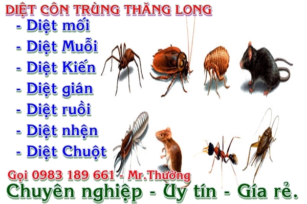 Diệt côn trùng tại Tân Bình
