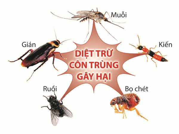 Diệt côn trùng tại Bình Phước 