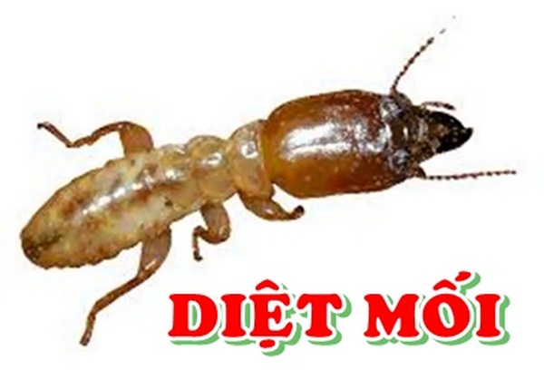 diet-moi-tai-ha-nam