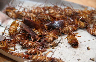 dịch vụ diệt gián