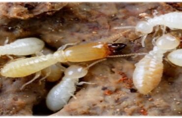 diệt mối tại quận 10