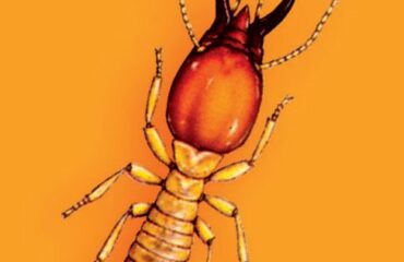 cách diệt mối dân gian