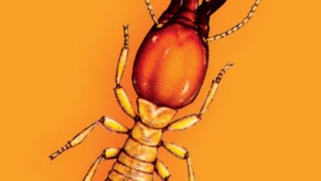 cách diệt mối dân gian