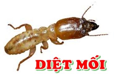 diệt mối tại quận tân bình