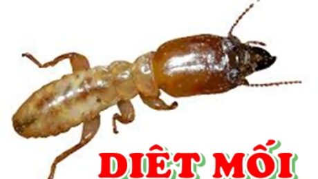 diệt mối tại quận tân bình
