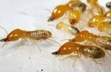 DỊCH VỤ DIỆT MỐI
