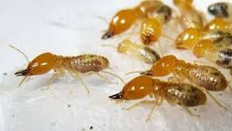 DỊCH VỤ DIỆT MỐI