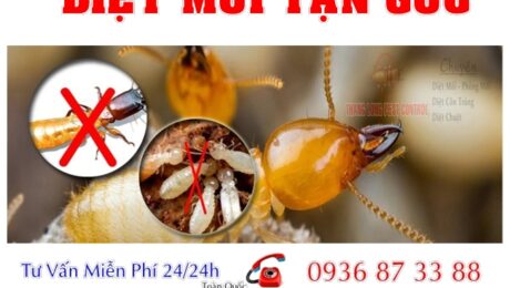 Tự diệt mối bằng nhiều cách khác nhau nhưng muốn đem lại hiệu quả cao mà không độc hại là điều xã hội đang quan tâm.