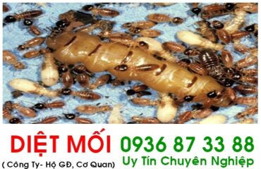 cong ty diet moi mot