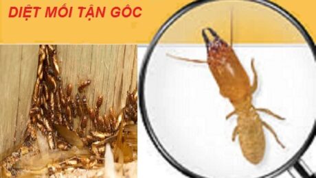 Phương pháp diệt mối quận 4 nào đang được áp dụng phổ biến hiện nay