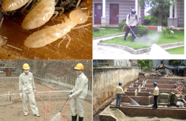 Tìm hiểu phương pháp hóa sinh diệt mối quận 3 an toàn – hiệu quả