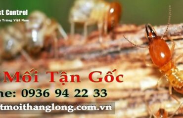 Dịch vụ diệt mối quận Thủ Đức