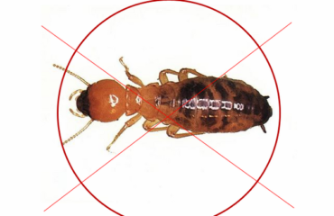 diệt mối tại Cần Giờ