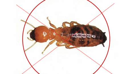 diệt mối tại Cần Giờ
