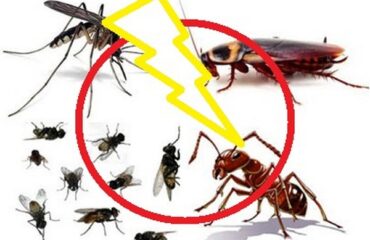 diệt côn trùng tại Củ Chi
