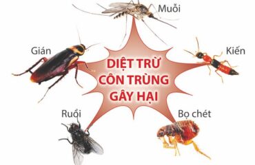 diệt côn trùng tại Bắc Ninh