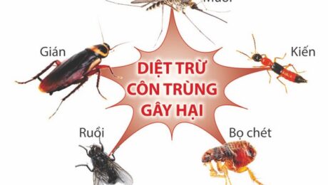 diệt côn trùng tại Bắc Ninh