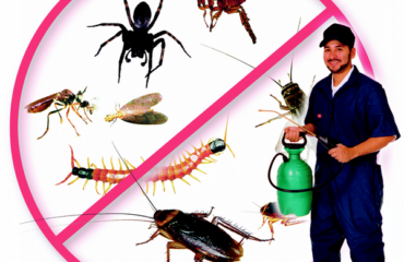 Diệt Côn Trùng Tại Quận 8