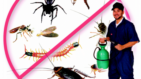 Diệt Côn Trùng Tại Quận 8