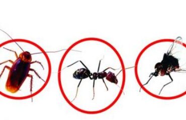 Diệt côn trùng tại Đà Nẵng