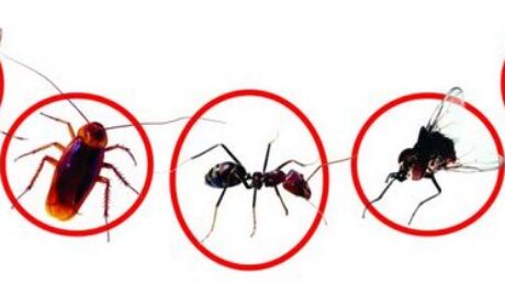Diệt côn trùng tại Đà Nẵng