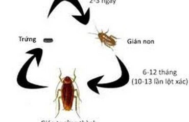 diet-con-trung-tai-dien-bien (3) Diệt côn trùng tại Điện Biên