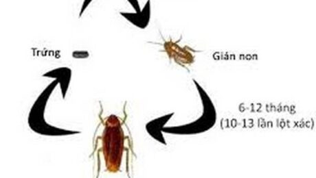 Diệt côn trùng tại Điện Biên