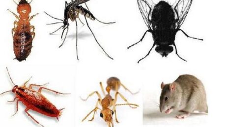 Diệt côn trùng tại Tân Phú