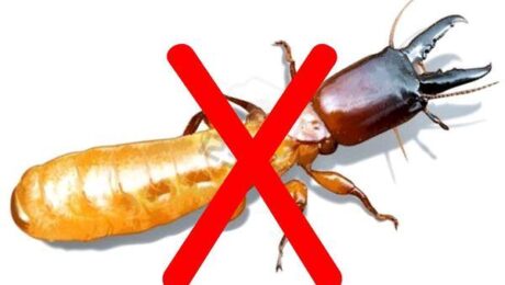 Diệt mối tại Hải Dương