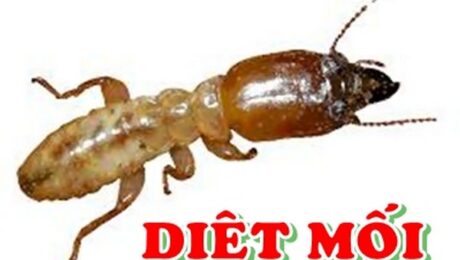 diet-moi-tai-ha-nam
