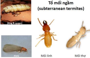 diet moi soc trang 1