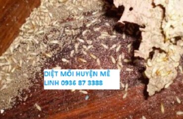 diet moi tai nha huyen me linh