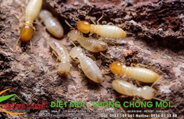 diet-moi-tphcm