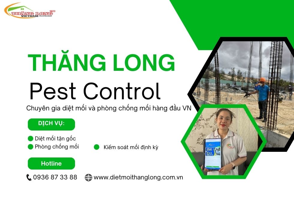 Chi phí diệt mối tại nhà và câu hỏi thường gặp