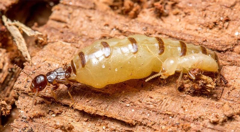 Diệt mối tận gốc