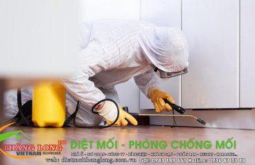 Dấu hiệu nhận biết nhà đang bị mối